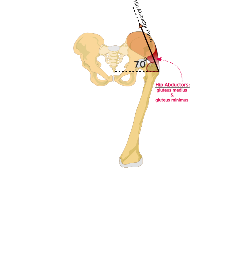hip adbductor force single legged stance